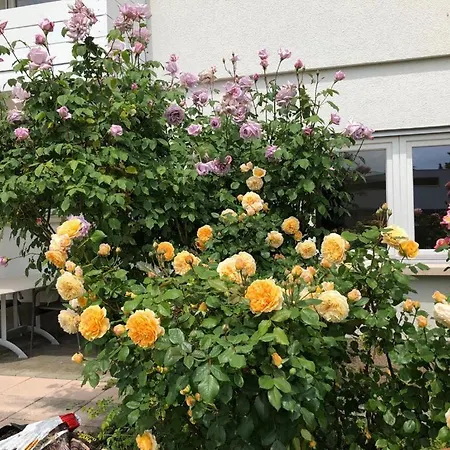 Ferienwohnung Wolfurt Apartment Wolfurt